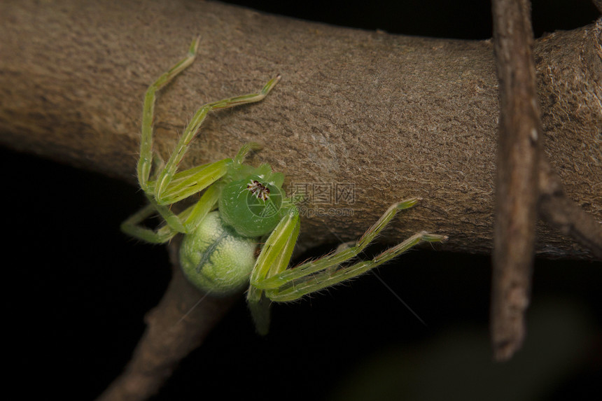 绿色猎人蜘蛛微mat紫外线闭合India图片