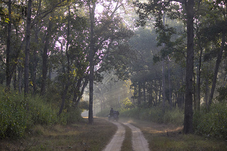 纳吉兹拉野生动物保护区马哈拉施特印地亚高清图片