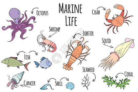 野玉海海洋生物收集野生物群矢量说明插画