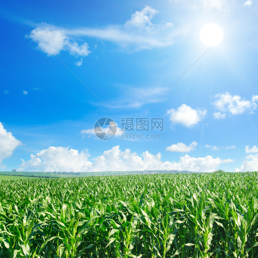 绿色的玉米田和明蓝天空的阳光农业景观图片