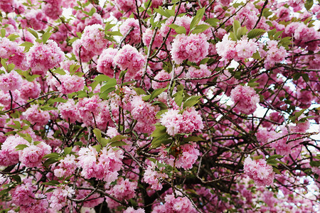 樱花软焦点或自然背景上的樱花软焦点或自然背景上的樱花软焦点图片