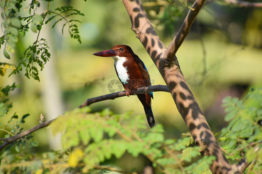 坐在树上的海鸟阿萨姆印地亚图片