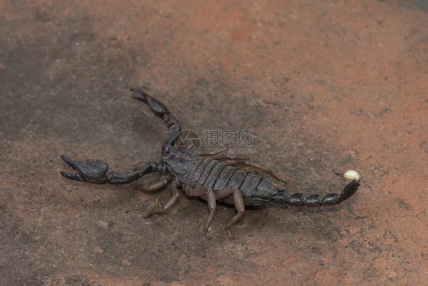 异域异域黄腹蝎蝎子巴普德夫加特萨斯瓦德马哈拉施特拉邦图片