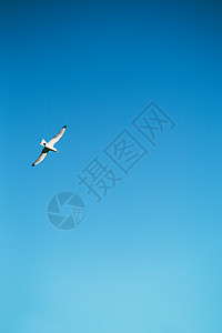 蓝天背景的海鸥图片