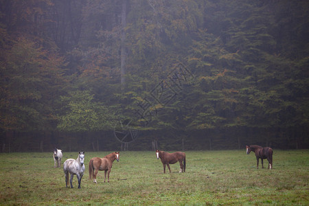 秋天在林前马匹在草地上高清图片