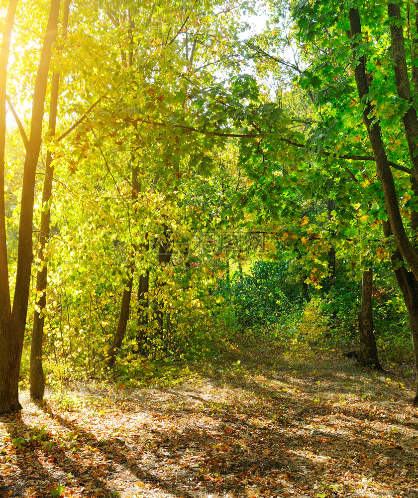 在森林中温暖的秋天景色阳光在树林中闪耀出美丽的光芒图片