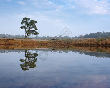 单松树反映在池塘水中热泽西人附近高清图片