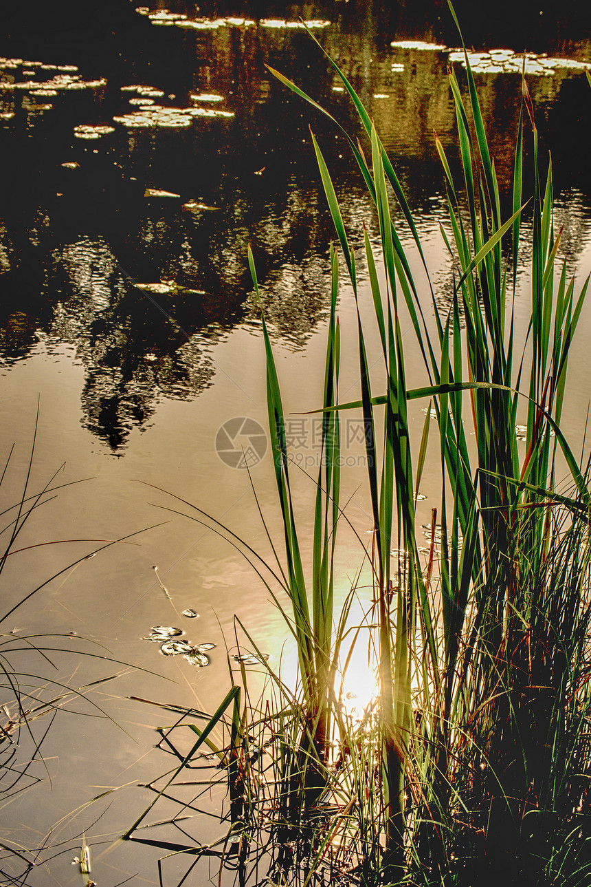 秋天在后光下用池塘和尾鱼图片