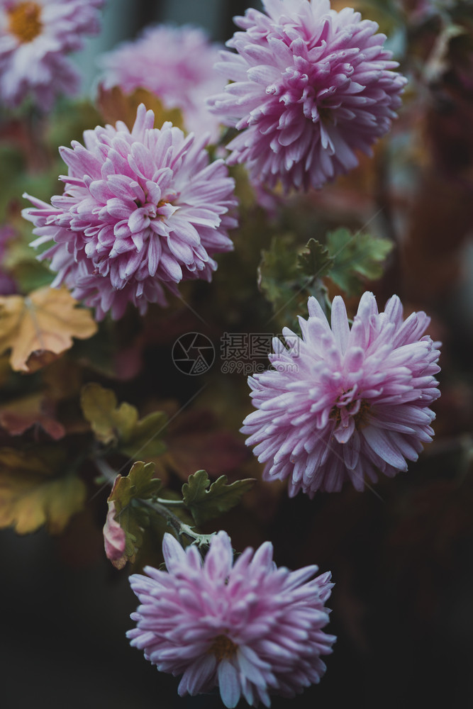 植物照相墙纸精细粉红菊花图片