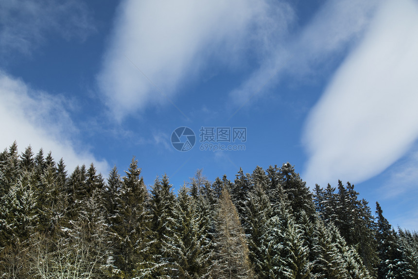 寒冷的冬天空与蓝对面下雪覆盖了卷毛树图片