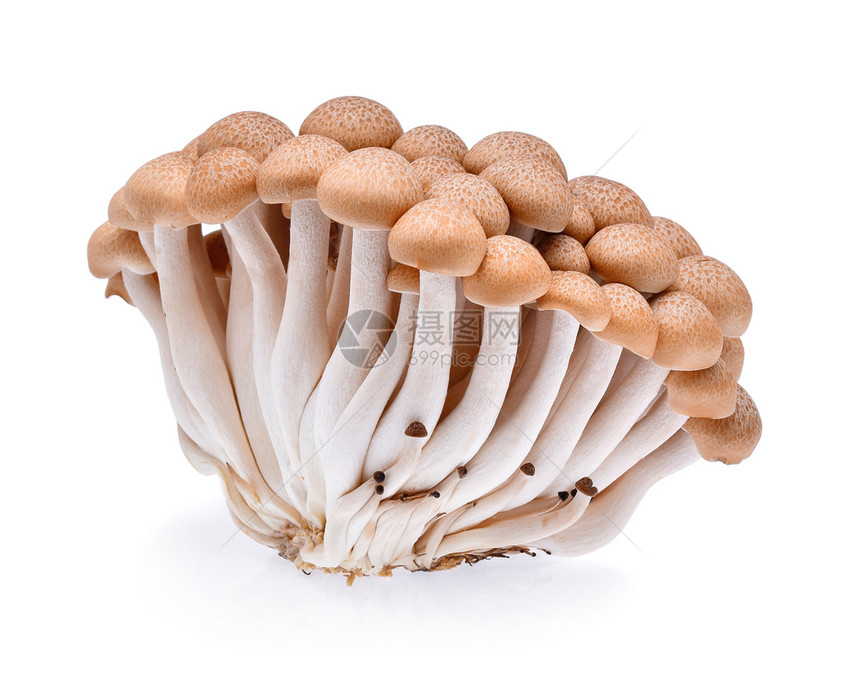 白底孤立的蘑菇图片