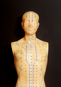 针灸头模型人体的医学针切模型背景
