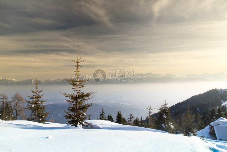 雪木的冬季风景图片