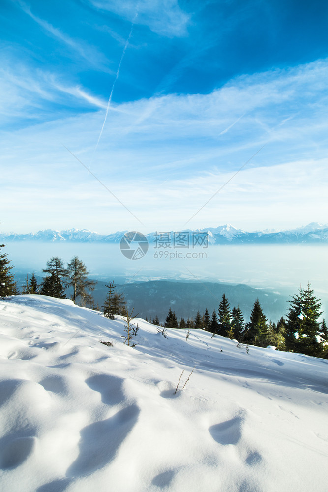 雪木的冬季风景图片