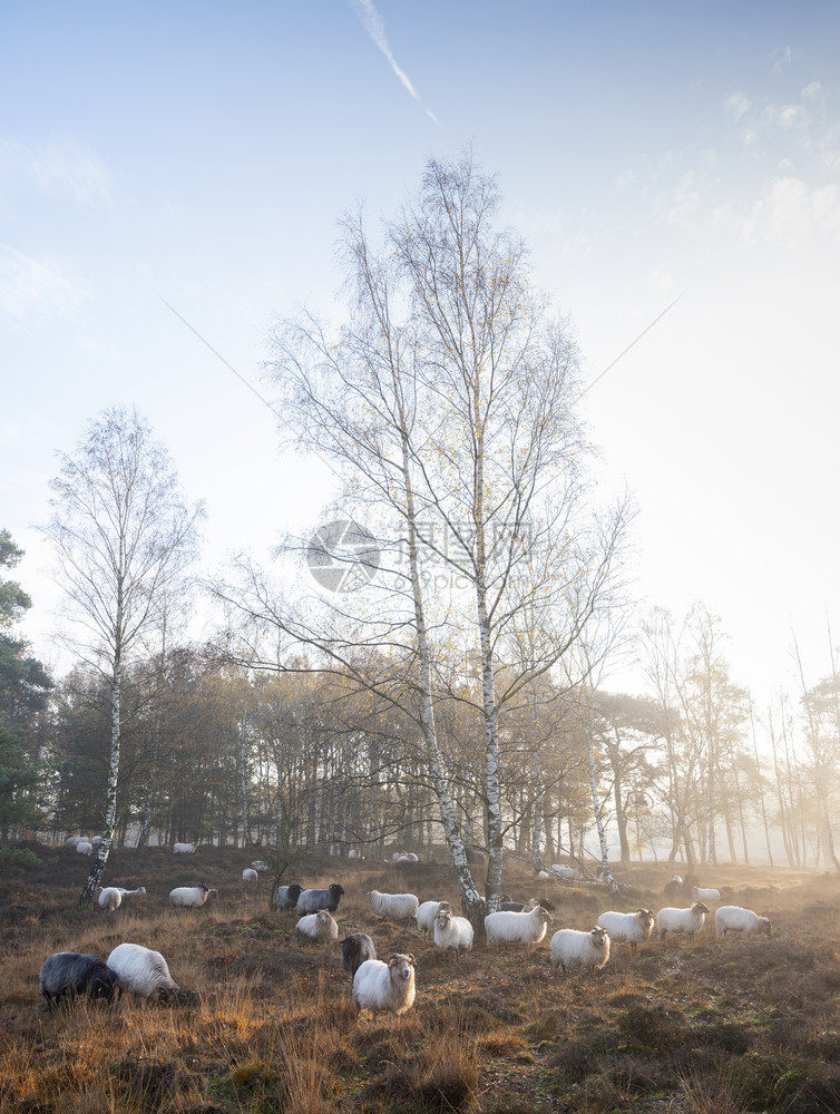 荷兰乌得勒支附近秋天清晨的荒野上一群荷兰绵羊在温暖的阳光下图片