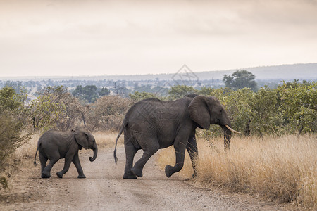 非洲大象跨越农业道路图片