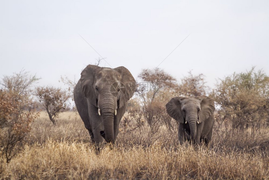 南非克鲁格公园一头非洲灌木象雌象和幼象在前景色中行走非洲象科南非克鲁格公园的非洲丛林象图片
