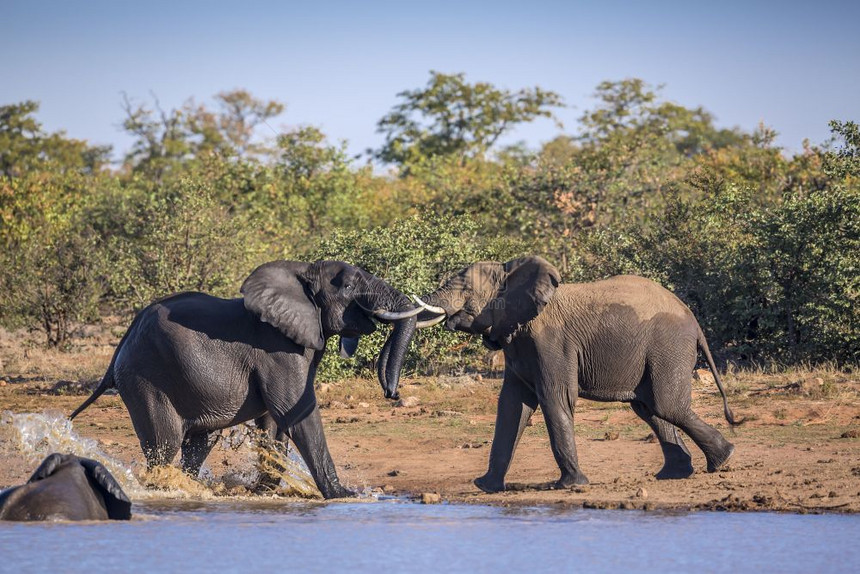 南非洲Kruge公园湖边两头非洲灌木大象的非洲家庭南Kruge公园的非洲灌木大象图片