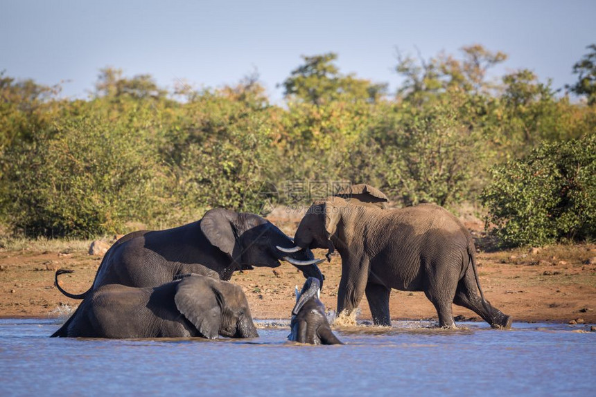 非洲灌木大象在南非洲Kruge公园的非洲灌木大象战斗和沿可筑水坝玩耍非洲大象的家族图片