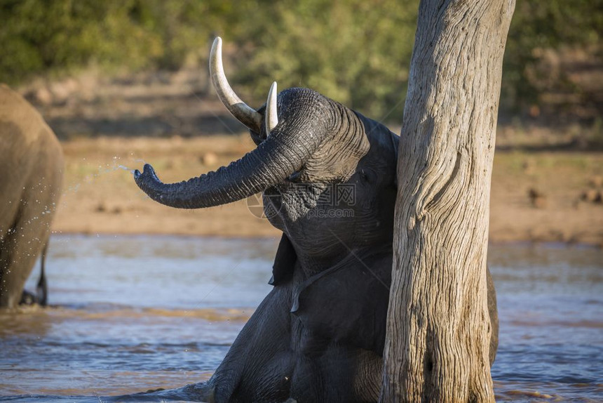非洲灌木大象在南非洲Kruge公园打水非洲大象的Africanloxdntafricn家庭图片