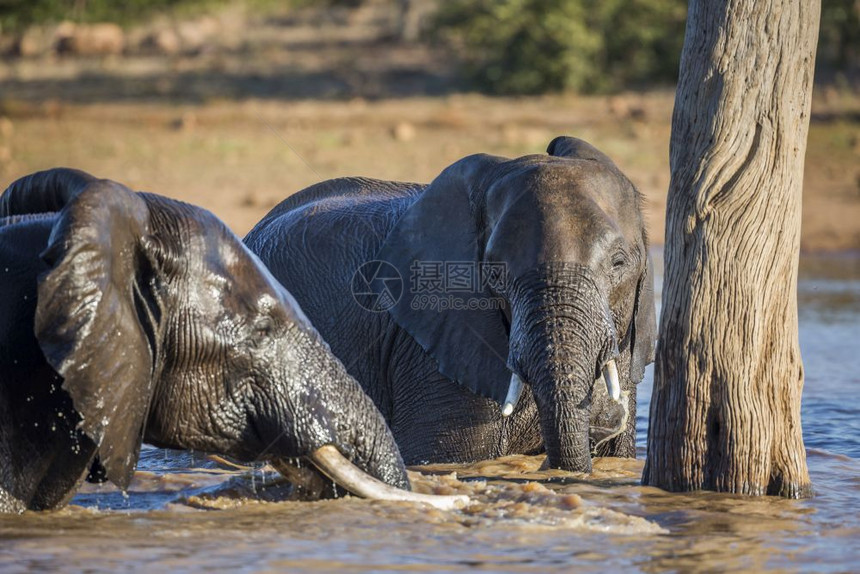 南非洲Kruge公园的非洲灌木大象的非洲家庭南Kruge公园的非洲灌木大象图片