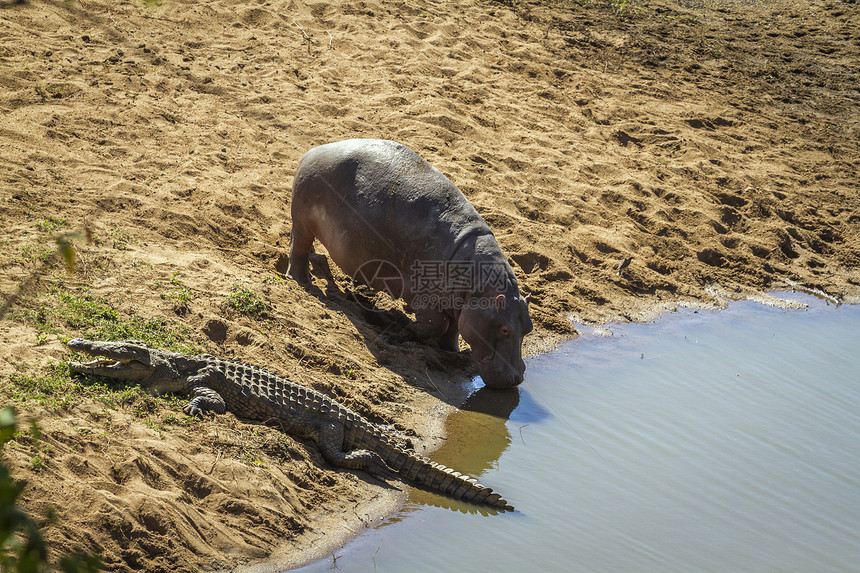 非洲南部Kruge公园同一水井的河马和无鳄鱼非洲南部Kruge公园的河马Kruge公园的无鳄鱼图片