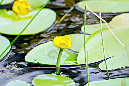 在绿叶和深水的背景下黄色水在绿叶和深的背景下浸入中图片