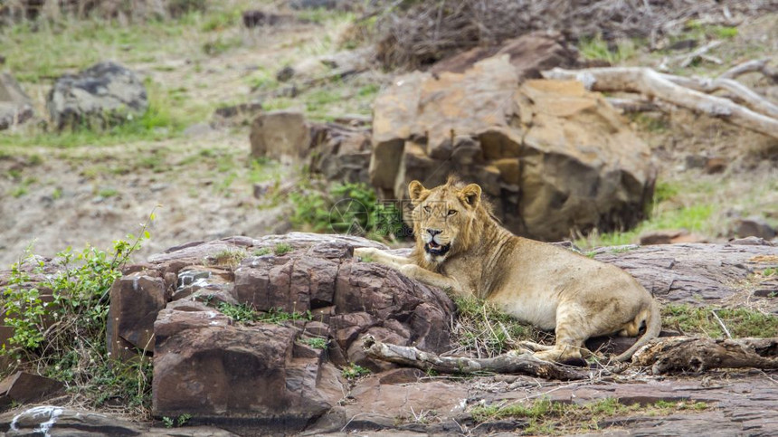 猫科动物科的狮子科狮子图片