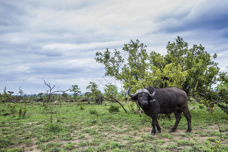 亚非水牛的家族高清图片