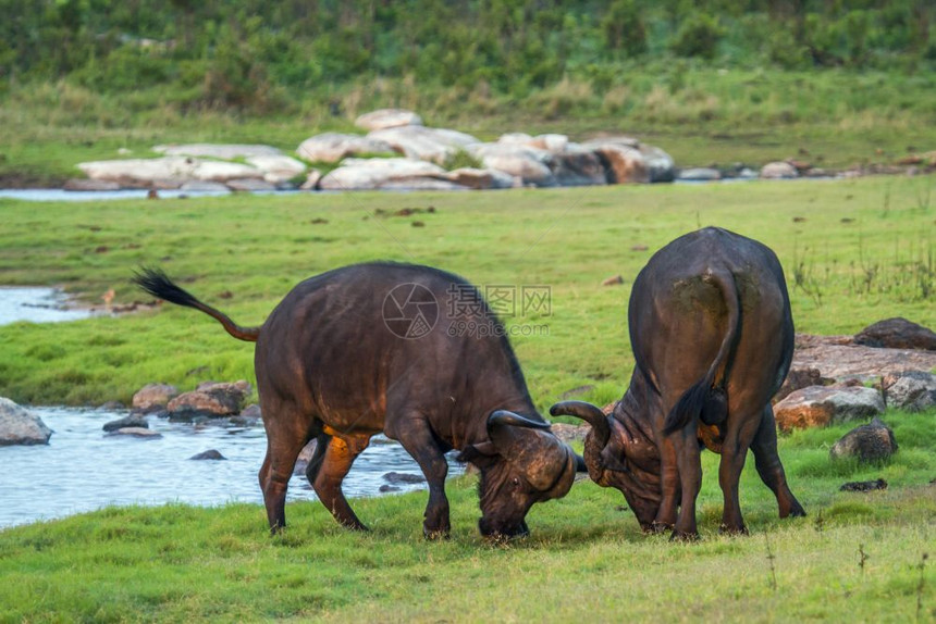 亚非水牛的家族图片