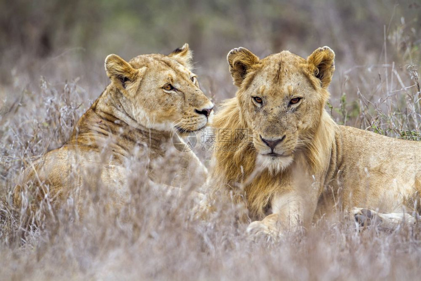 猫科动物科的狮子科狮子图片