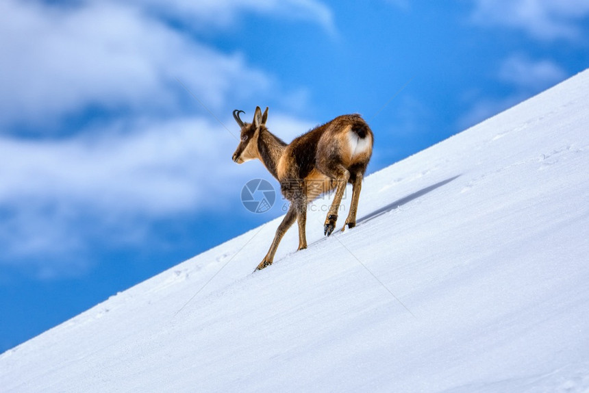 西班牙公园picosdeuropa山峰上的雪积中黑白图片