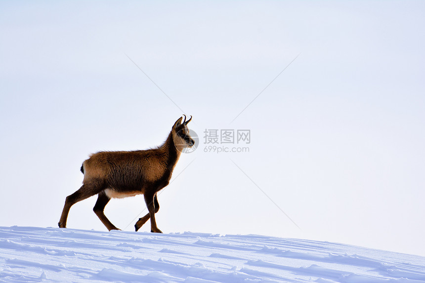 西班牙公园picosdeuropa山峰上的雪积中黑白图片