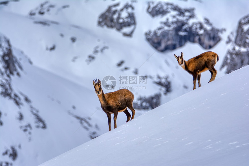 西班牙公园picosdeuropa山峰上的雪积中黑白图片