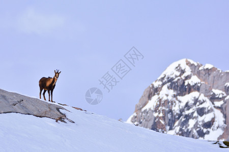 西班牙公园picosdeuropa山峰上的雪积中黑白图片