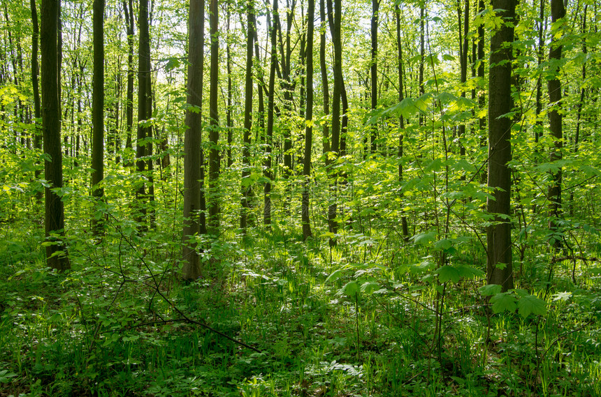 森林树木自然绿木阳光背景图片