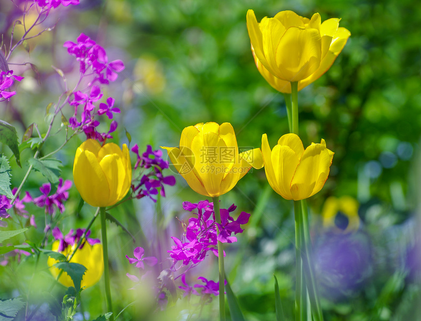 美丽的黄色郁金花田园图片