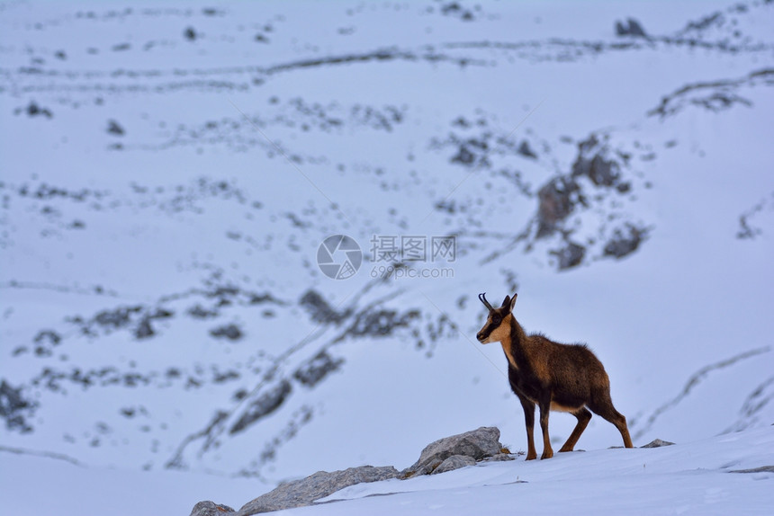 西班牙公园picosdeuropa山峰上的雪积中黑白图片