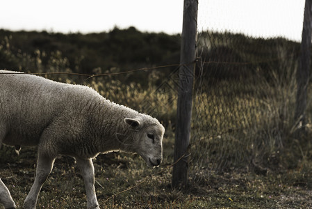 白羊和农场围栏羊从德国牧场锡尔特岛德意志北海高清图片