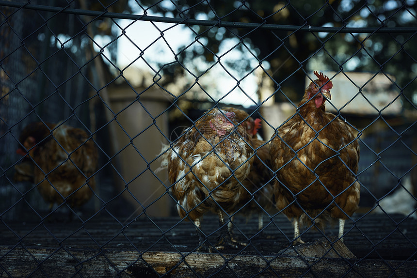 在德国养鸡场的铁丝网栅栏后面的红色母鸡图片