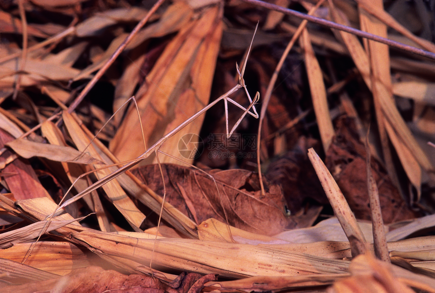 脊髓灰质炎的双角兽这个祈祷的虫模仿了一根棍子的昆虫马哈拉施特印地亚图片
