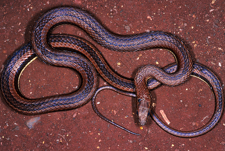 沙蛇无害被俘获的标本马哈拉施特印地亚高清图片