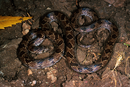 杂色蛇厂动物野生的高清图片
