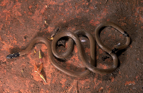 银环蛇卡利奥菲斯生物高清图片