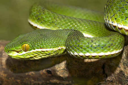 锥尾蛇男性的白唇高清图片