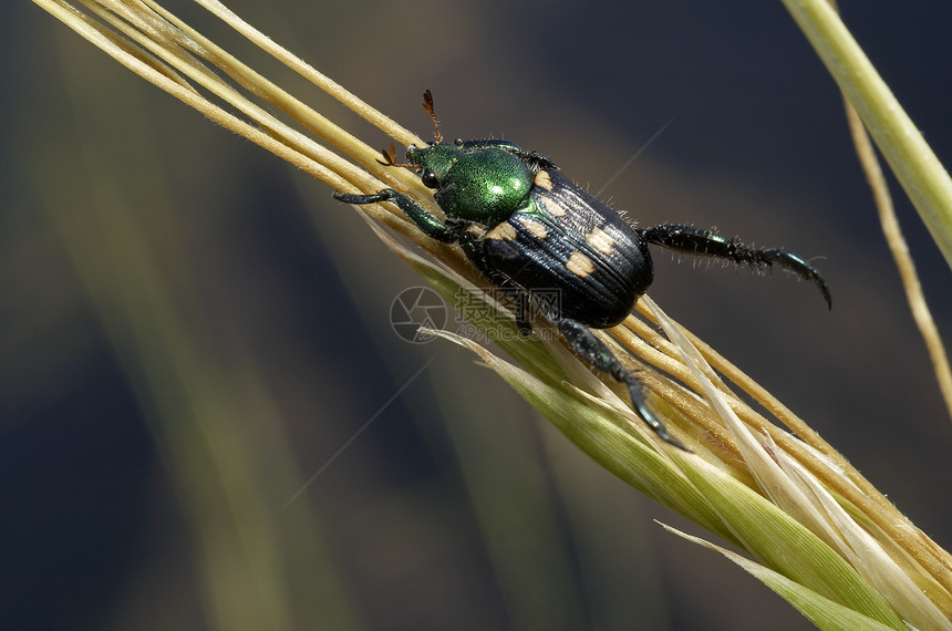 甲虫毛球马图西在草长堡袍mahrstind图片