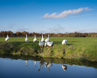蓝天下绿草地上的白鹅和内地运河水中的反射图片