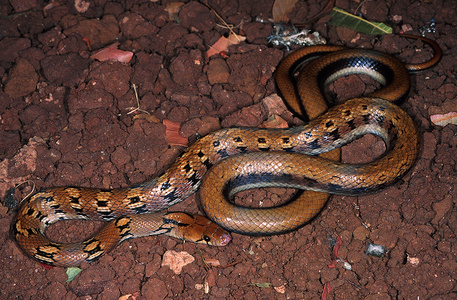 蒙坦尼三角蛇没有毒气马哈拉施特印地安高清图片