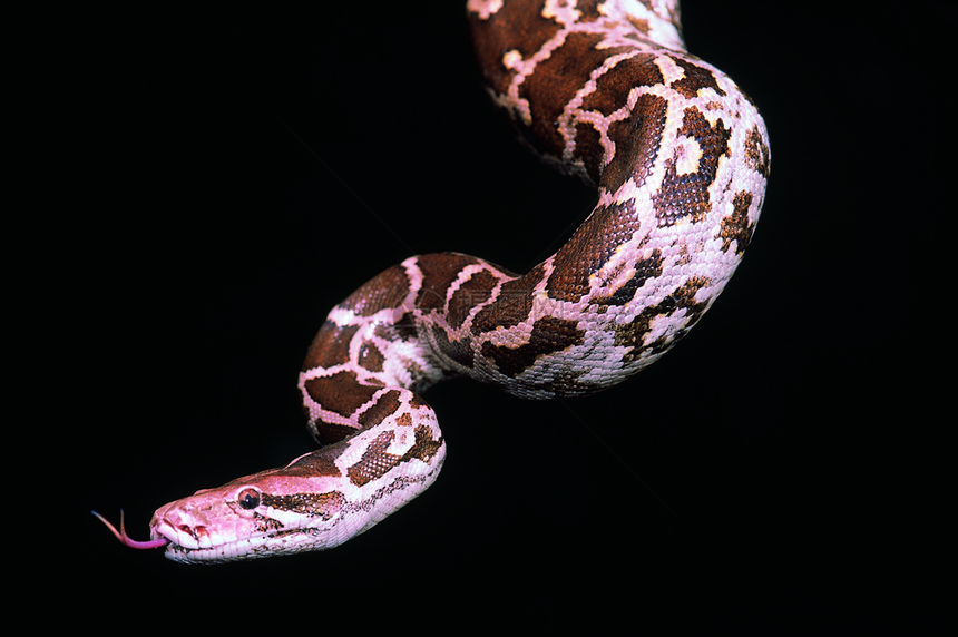 pythonmlusmlr印地安岩石python非毒物俘获的标本mahrstind图片
