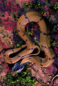 青绿海豹草蛇无毒图片